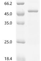 Human Serpin B5 (SERPINB5) Recombinant Protein, C-His - BioCrest Sci