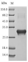 Parietaria judaica Probable non-specific lipid-transfer protein 2 (LTP2) Recombinant Protein, Parietaria judaica (Pellitory-of-the-wall)(Parietaria diffusa), E.coli, N-terminal 6xHis-SUMO-tagged, 27.3 kDa, purity >≥ 85% as determined by SDS-PAGE.