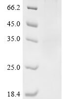 Human Desmoglein-3 (DSG3), partial,Biotinylated Recombinant Protein - BioCrest Sci