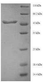 Human Transforming growth factor beta-3 proprotein (TGFB3), partial Recombinant Protein, N-His-SUMO, Homo sapiens (Human), E.coli, N-terminal 6xHis-SUMO-tagged, 48.1 kDa, purity >≥ 90% as determined by SDS-PAGE.