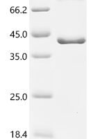 Human Phospholipid scramblase 1 (PLSCR1) Recombinant Protein, C-His - BioCrest Sci