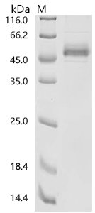 Human Lymphocyte antigen 6K (LY6K) Recombinant Protein, C-mFc2a, Homo sapiens (Human), Mammalian cell, C-terminal mFc2a-tagged, 43.6 kDa, purity >≥ 90% as determined by SDS-PAGE.