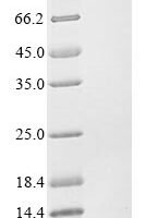 Paraponera clavata Delta-paraponeritoxin-Pc1a Recombinant Protein - BioCrest Sci