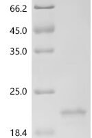 Mouse Transcription factor MafF (Maff) Recombinant Protein, N-His-SUMOstar - BioCrest Sci