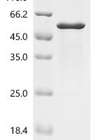 Mouse Cyclic AMP-dependent transcription factor ATF-4 (Atf4) Recombinant Protein - BioCrest Sci