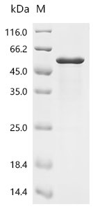 Mouse Cyclic AMP-dependent transcription factor ATF-4 (Atf4) Recombinant Protein, Mus musculus (Mouse), E.coli, N-terminal 10xHis-tagged, 44.4 kDa, purity >≥ 85% as determined by SDS-PAGE.