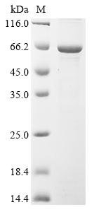 Human Transcription factor E2F1 (E2F1) Recombinant Protein, Homo sapiens (Human), E.coli, N-terminal 10xHis-tagged, 53.0 kDa, purity >≥ 85% as determined by SDS-PAGE.