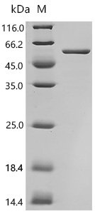 Mouse Integrin alpha-IIb (Itga2b), partial Recombinant Protein, Mus musculus (Mouse), E.coli, C-terminal 6xHis-tagged, 56.2 kDa, purity >≥ 95% as determined by SDS-PAGE.