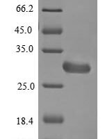 Aspergillus fumigatus Hydrophobin (rodA) Recombinant Protein, N-His-B2M - BioCrest Sci