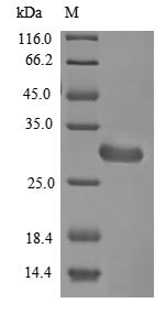 Aspergillus fumigatus Hydrophobin (rodA) Recombinant Protein, N-His-B2M, Aspergillus fumigatus (strain ATCC MYA-4609 / CBS 101355 / FGSC A1100 / Af293) (Neosartorya fumigata), E.coli, N-terminal 6xHis-B2M-tagged, 28.3 kDa, purity >≥ 85% as determined by SDS-PAGE.
