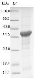 Human Renin receptor (ATP6AP2) Recombinant Protein, Homo sapiens (Human), Yeast, N-terminal 10xHis-tagged, 40.0 kDa, purity >≥ 90% as determined by SDS-PAGE.