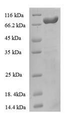 Escherichia coli Anaerobic ribonucleoside-triphosphate reductase (nrdD) Recombinant Protein, Escherichia coli (strain K12), E.coli, N-terminal 6xHis-tagged, 84.0 kDa, purity >≥ 90% as determined by SDS-PAGE.