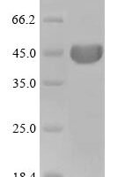 Cricetulus griseus Actin, cytoplasmic 1 (ACTB) Recombinant Protein, N-His - BioCrest Sci