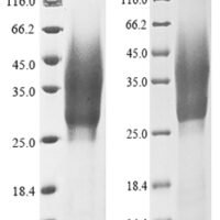 Macaca fascicularis Interleukin-1 alpha (IL1A) Recombinant Protein, C-His-Myc - BioCrest Sci