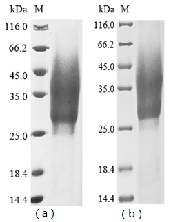 Macaca fascicularis Interleukin-1 alpha (IL1A) Recombinant Protein, C-His-Myc, Macaca fascicularis (Crab-eating macaque) (Cynomolgus monkey), Yeast, C-terminal 6xHis-Myc-tagged, 21.9 kDa, purity >≥ 85% as determined by SDS-PAGE.