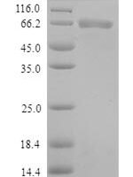 Human Toll-like receptor 1 (TLR1), partial Recombinant Protein - BioCrest Sci