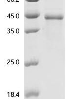 Mouse Bone morphogenetic protein 2 (Bmp2) Recombinant Protein, N-hFc1 - BioCrest Sci