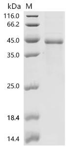 Mouse Bone morphogenetic protein 2 (Bmp2) Recombinant Protein, N-hFc1, Mus musculus (Mouse), Mammalian cell, N-terminal hFc1-tagged, 39.0 kDa, purity >≥ 85% as determined by SDS-PAGE.