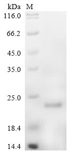 Mouse Serglycin (Srgn) Recombinant Protein, Mus musculus (Mouse), E.coli, C-terminal 6xHis-tagged, 15.3 kDa, purity >≥ 90% as determined by SDS-PAGE.