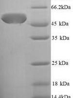 Escherichia coli Chaperone surA (surA) Recombinant Protein - BioCrest Sci