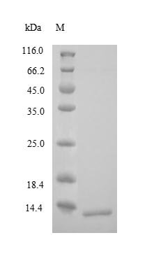 Human Corticotropin-releasing factor receptor 1 (CRHR1), partial Recombinant Protein, N-His, Homo sapiens (Human), Yeast, N-terminal 6xHis-tagged, 13.0 kDa, purity >≥ 90% as determined by SDS-PAGE.