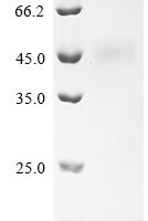 Rat Submandibular gland secretory Glx-rich protein CB (Grpcb) Recombinant Protein - BioCrest Sci