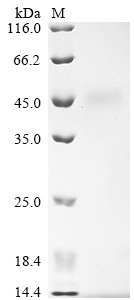 Rat Submandibular gland secretory Glx-rich protein CB (Grpcb) Recombinant Protein, Rattus norvegicus (Rat), Yeast, N-terminal 6xHis-tagged, 27.2 kDa, purity >≥ 90% as determined by SDS-PAGE.