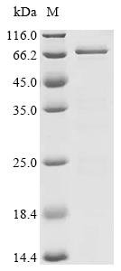 Xenopus laevis Bic-C protein (Bic-C) (D166A), partial Recombinant Protein, Xenopus laevis (African clawed frog), E.coli, N-terminal 6xHis-SUMO-tagged, 68.6 kDa, purity >≥ 85% as determined by SDS-PAGE.
