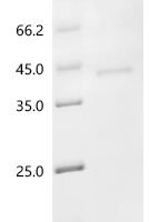 Arabidopsis thaliana Polygalacturonase inhibitor 2 (PGIP2) Recombinant Protein - BioCrest Sci