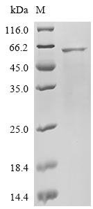 Human Cis-aconitate decarboxylase(ACOD1) Recombinant Protein, Homo sapiens (Human), E.coli, C-terminal 6xHis-tagged, 59.5 kDa, purity >≥ 85% as determined by SDS-PAGE.