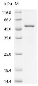 Human Transmembrane protease serine 13 (TMPRSS13), partial Recombinant Protein, Homo sapiens (Human), E.coli, C-terminal 6xHis-tagged, 51.7 kDa, purity >≥ 85% as determined by SDS-PAGE.