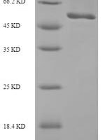 Escherichia coli DNA replication and repair protein RecF (recF) Recombinant Protein - BioCrest Sci