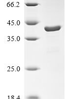 Macaca fascicularis Apolipoprotein E (APOE) Recombinant Protein - BioCrest Sci