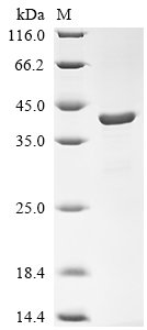 Macaca fascicularis Apolipoprotein E (APOE) Recombinant Protein, Macaca fascicularis (Crab-eating macaque) (Cynomolgus monkey), E.coli, N-terminal 10xHis-tagged and C-terminal Myc-tagged, 39.0 kDa, purity >≥ 90% as determined by SDS-PAGE.