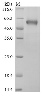 Human B- and T-lymphocyte attenuator (BTLA), partial,Biotinylated Recombinant Protein, Homo sapiens (Human), Mammalian cell, C-terminal mFc-Avi-tagged, 42.7 kDa, purity >≥ 90% as determined by SDS-PAGE.
