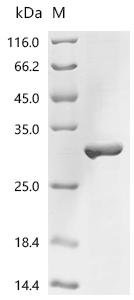 Tomato bushy stunt virus RNA silencing suppressor p19 Recombinant Protein, Tomato bushy stunt virus (strain A23) (TBSV), E.coli, C-terminal 6xHis-tagged, 26.4 kDa, purity >≥ 85% as determined by SDS-PAGE.