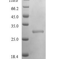 Triticum aestivum Glutenin, high molecular weight subunit PC237, partial Recombinant Protein - BioCrest Sci