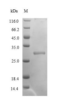 Triticum aestivum Glutenin, high molecular weight subunit PC237, partial Recombinant Protein, Triticum aestivum (Wheat), E.coli, N-terminal GST-tagged, 31.3 kDa, purity >≥ 90% as determined by SDS-PAGE.