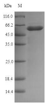 Escherichia coli Murein hydrolase activator NlpD (nlpD) Recombinant Protein, Escherichia coli (strain K12), E.coli, N-terminal 6xHis-SUMO-tagged, 53.5 kDa, purity >≥ 90% as determined by SDS-PAGE.