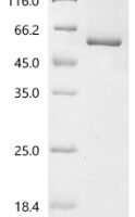 Human Phospholipid scramblase 1 (PLSCR1) Recombinant Protein, N-GST - BioCrest Sci