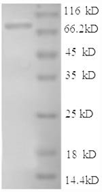 Human Intercellular adhesion molecule 1 (ICAM1), partial Recombinant Protein, Homo sapiens (Human), E.coli, N-terminal GST-tagged, 76.5 kDa, purity >≥ 90% as determined by SDS-PAGE.