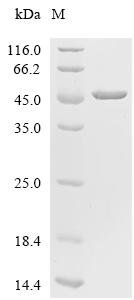 Mouse Heterogeneous nuclear ribonucleoproteins A2/B1 (Hnrnpa2b1) (Y276S,Y290S,Y295S,F303S,F321S,Y331S) Recombinant Protein, Mus musculus (Mouse), E.coli, C-terminal 6xHis-tagged, 43.9 kDa, purity >≥ 95% as determined by SDS-PAGE.