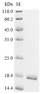 Shigella flexneri Phosphatidylglycerophosphatase B (pgpB), partial Recombinant Protein, Shigella flexneri, E.coli, C-terminal 6xHis-tagged, 15.0 kDa, purity >≥ 95% as determined by SDS-PAGE.
