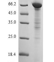 Dog Albumin (ALB) Recombinant Protein - BioCrest Sci