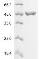 Escherichia coli UDP-N-acetylenolpyruvoylglucosamine reductase (murB) Recombinant Protein - BioCrest Sci