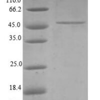 Human Mitochondrial import inner membrane translocase subunit Tim23 (TIMM23) Recombinant Protein - BioCrest Sci