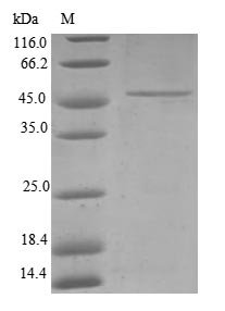Human Mitochondrial import inner membrane translocase subunit Tim23 (TIMM23) Recombinant Protein, Homo sapiens (Human), E.coli, N-terminal GST-tagged, 48.9 kDa, purity >≥ 90% as determined by SDS-PAGE.