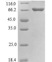 Mouse Beclin-1 (Becn1) Recombinant Protein - BioCrest Sci