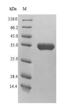 Arabidopsis thaliana Probable WRKY transcription factor 40 (WRKY40) Recombinant Protein, N-His, aa 1–302, Yeast, Arabidopsis thaliana (Mouse-ear cress), Yeast, N-terminal 6xHis-tagged, 35.7 kDa, purity >≥ 90% as determined by SDS-PAGE.