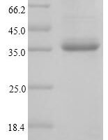 Cynodon dactylon Major pollen allergen Cyn d 1 (CYND1) Recombinant Protein - BioCrest Sci
